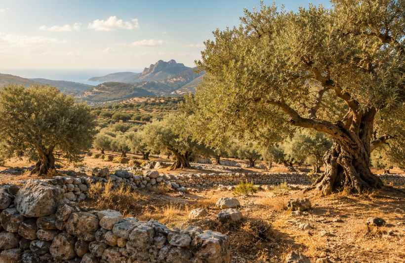 Olivenhaine auf Sardinien mit trockener Landschaft, Steinmauern und mediterranem Licht